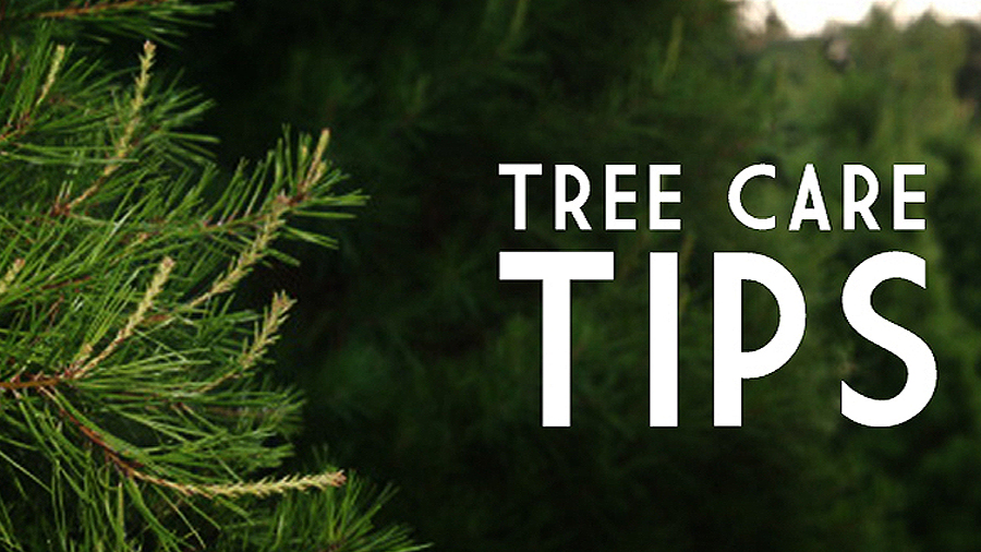 Caring for your live Christmas Tree - a helpful guide!