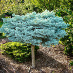 Join us for our tree and bush sale during the month of August!